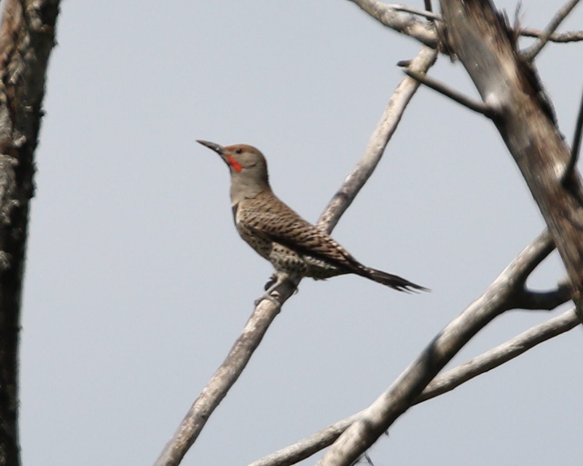 Northern Flicker - ML620515773