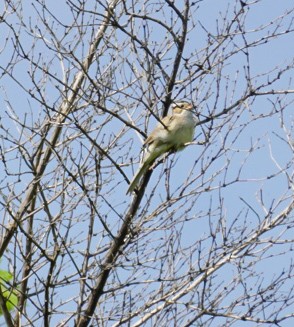 Clay-colored Sparrow - ML620515775