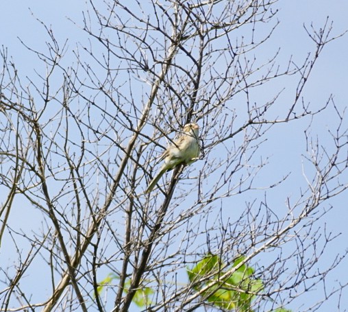 Clay-colored Sparrow - ML620515776