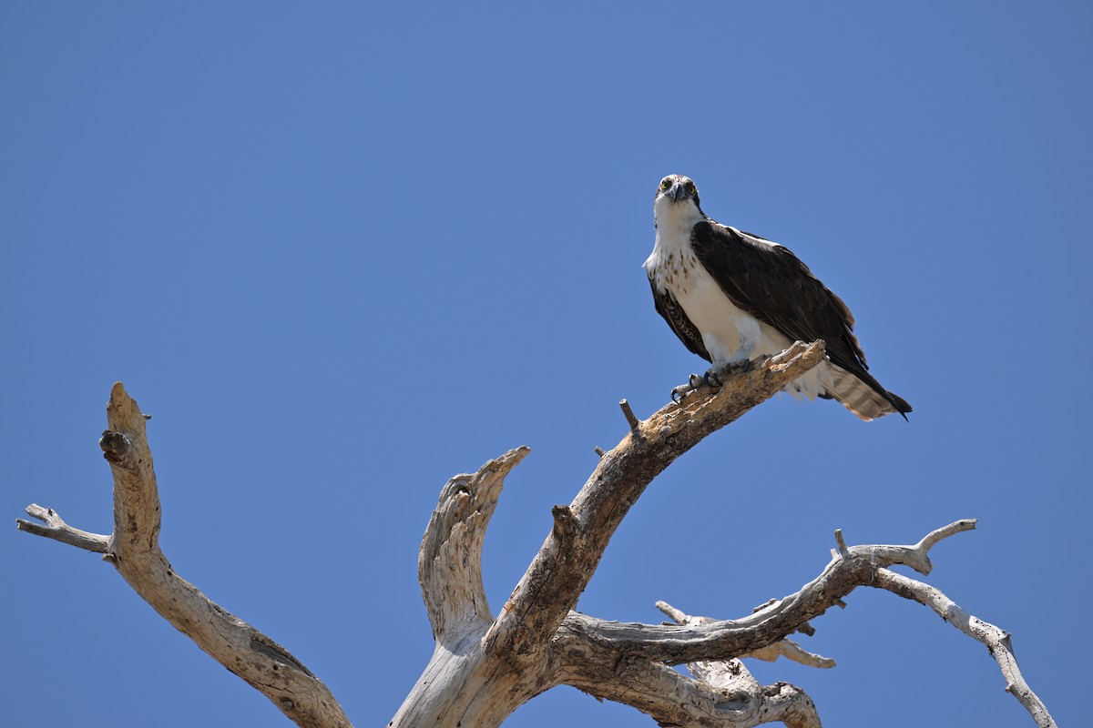 Águila Pescadora - ML620515782