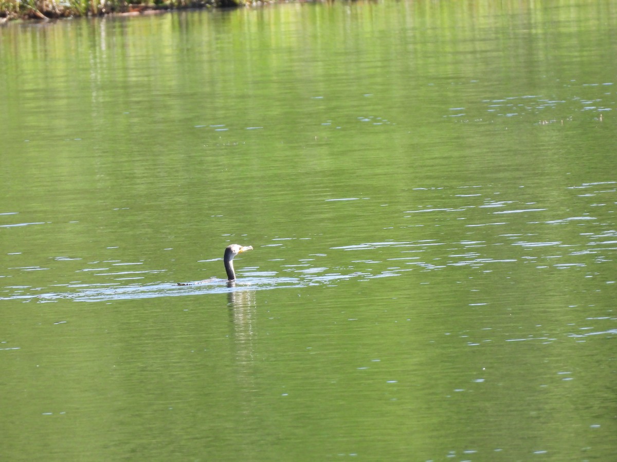 Double-crested Cormorant - ML620515786