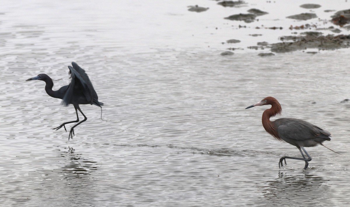 Reddish Egret - Chris Overington