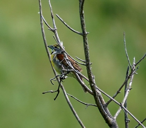 Dickcissel - ML620515788