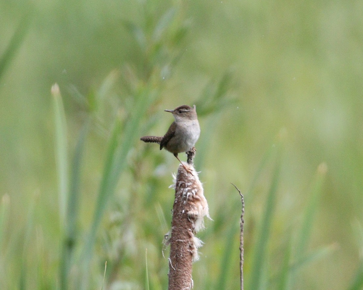 Marsh Wren - ML620515789