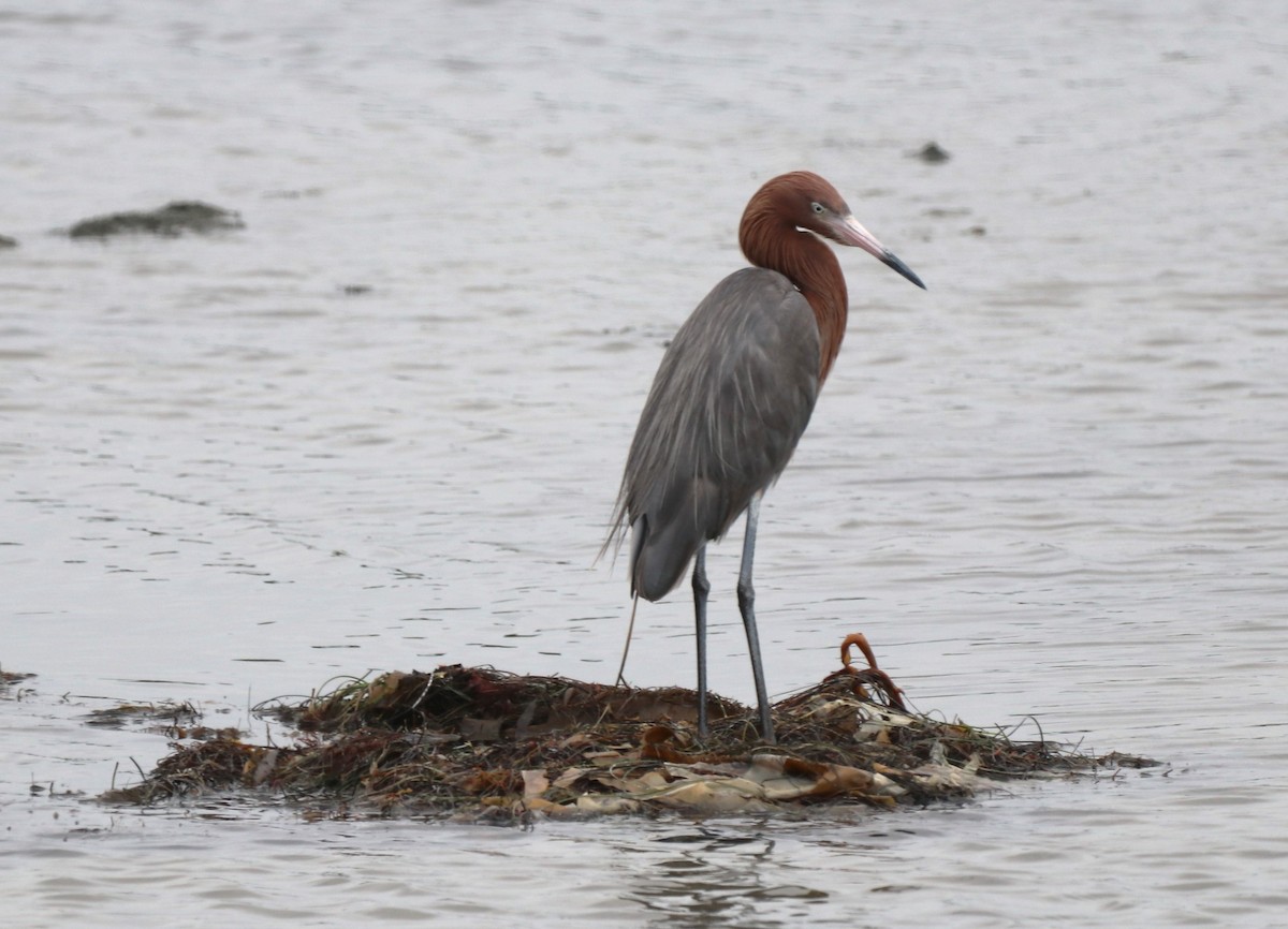 Reddish Egret - ML620515791