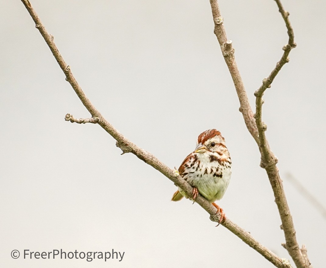 Song Sparrow - ML620515793