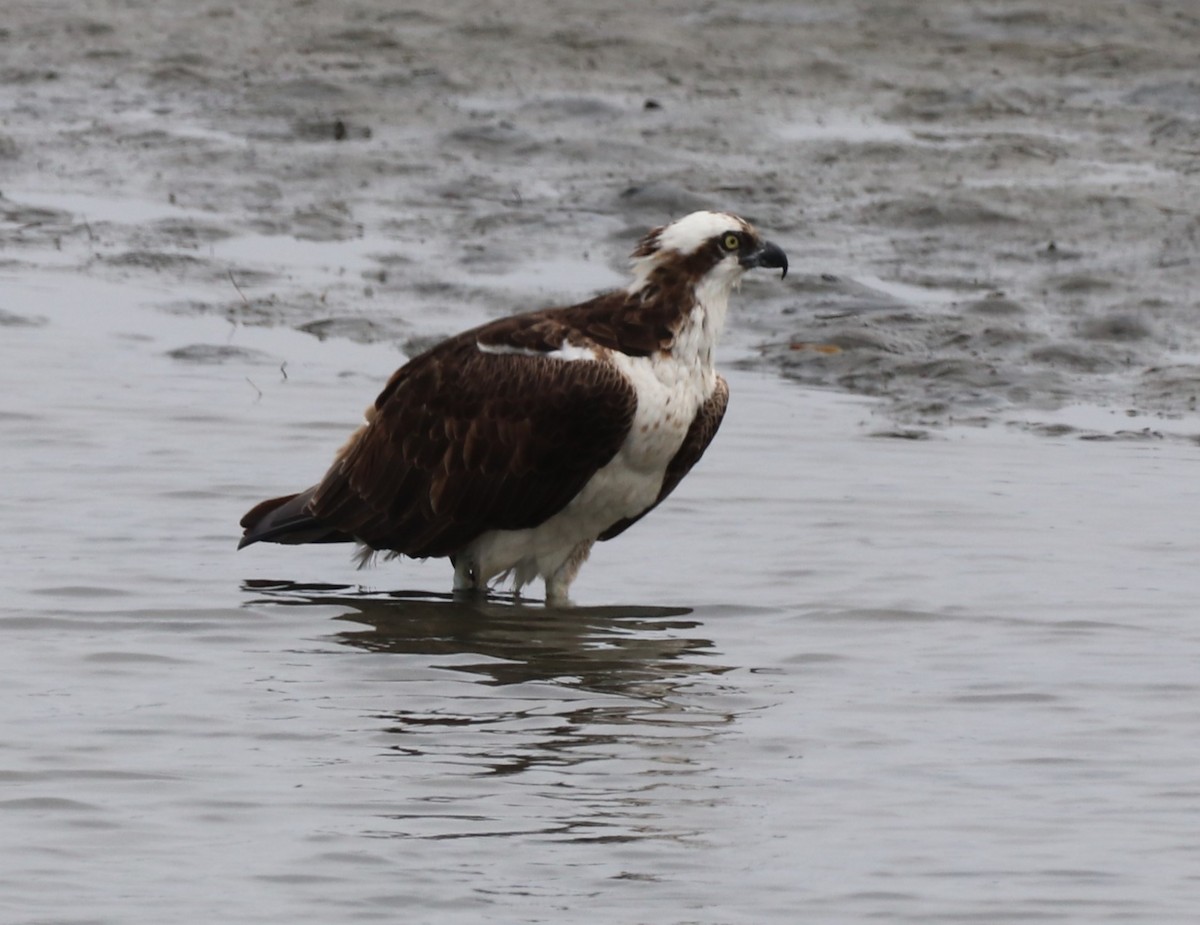 Águila Pescadora - ML620515795