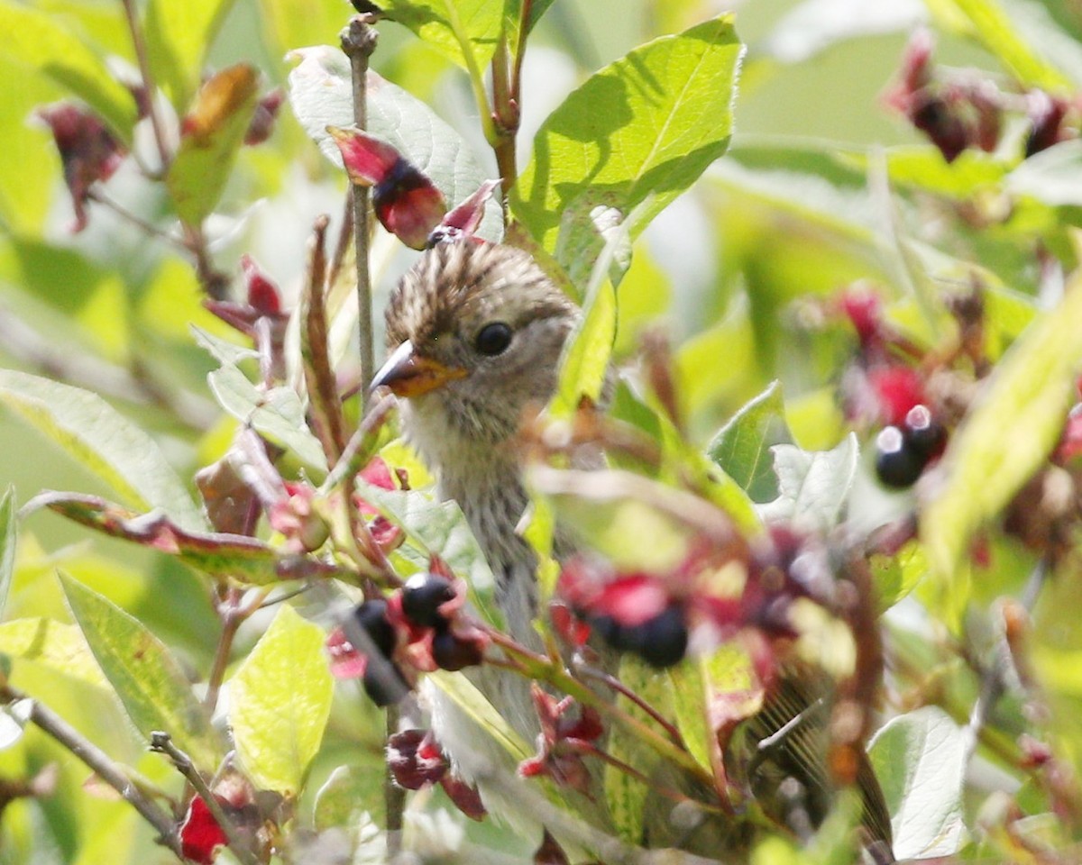 Savannah Sparrow - ML620515798