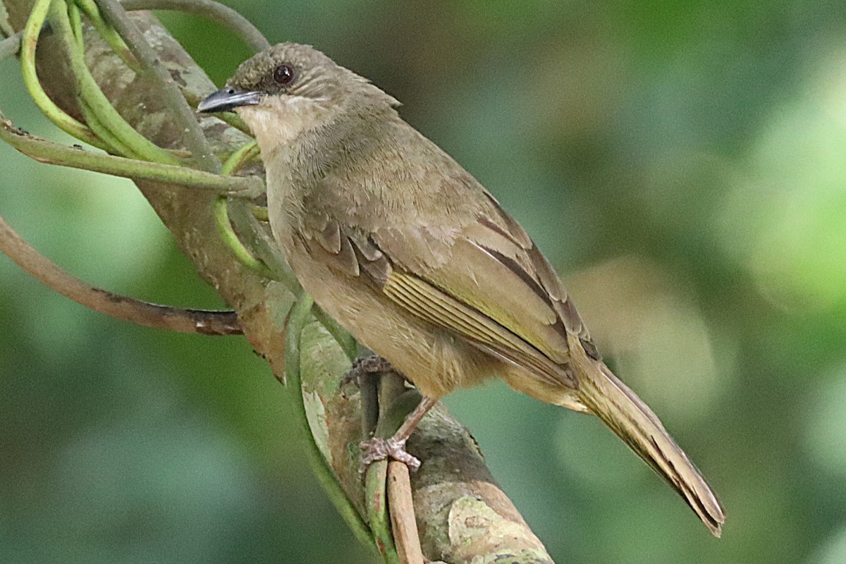 Olive-winged Bulbul - ML620515801