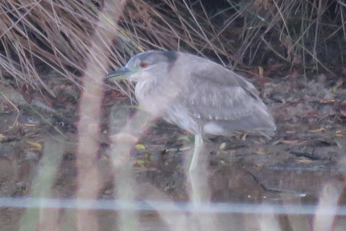 Black-crowned Night Heron - Anne Miller