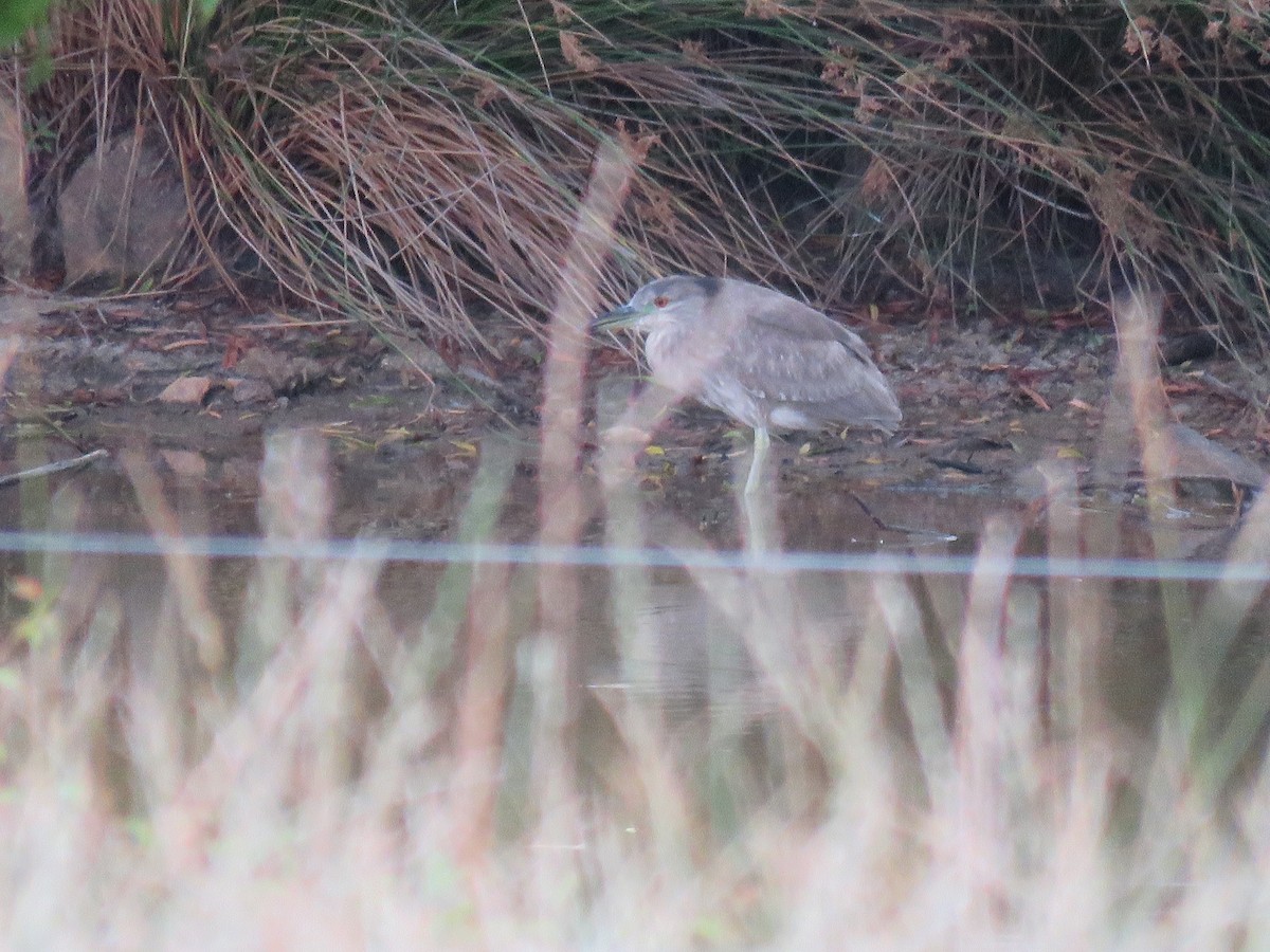 Black-crowned Night Heron - ML620515808