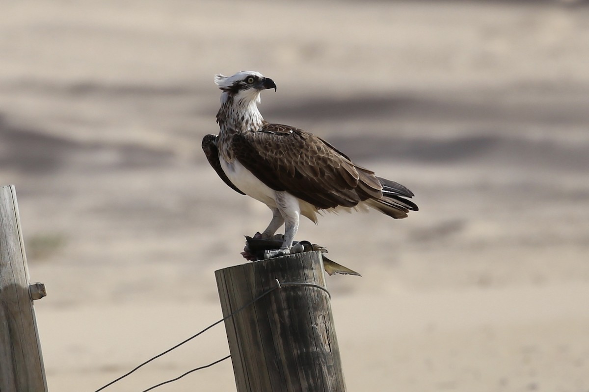 Águila Pescadora (Australia) - ML620515814
