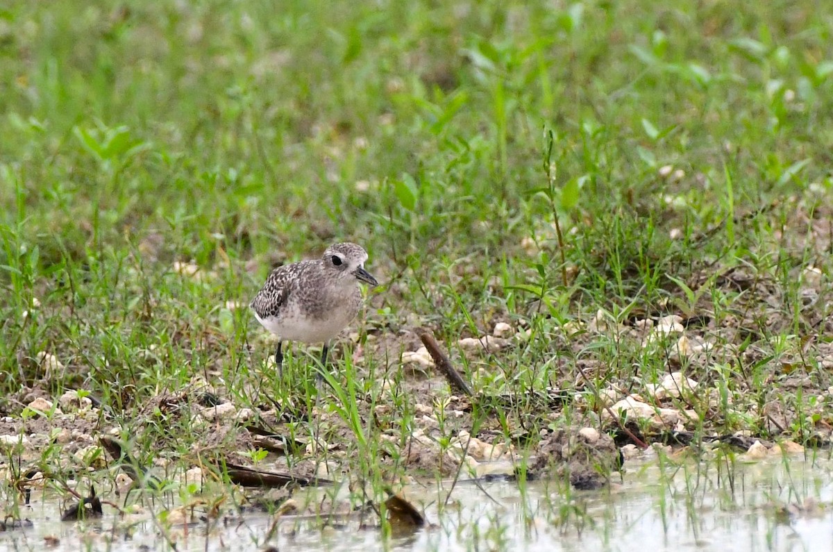 Black-bellied Plover - ML620515816