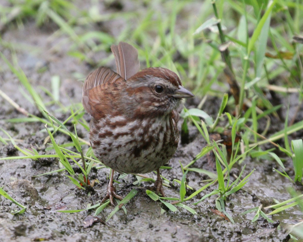 Song Sparrow - ML620515817