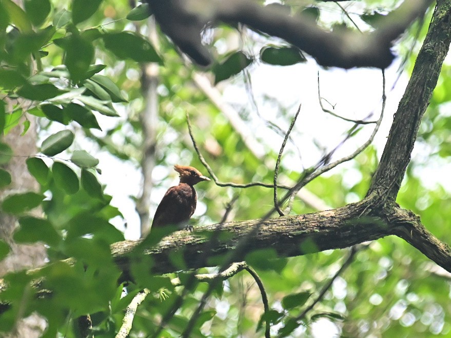 Chestnut-colored Woodpecker - ML620515818