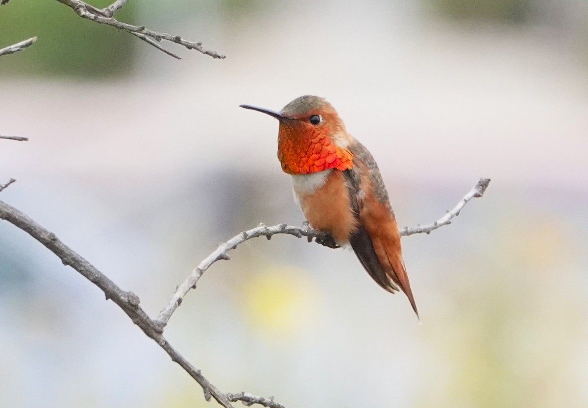 Allen's Hummingbird - Rich Wilkens