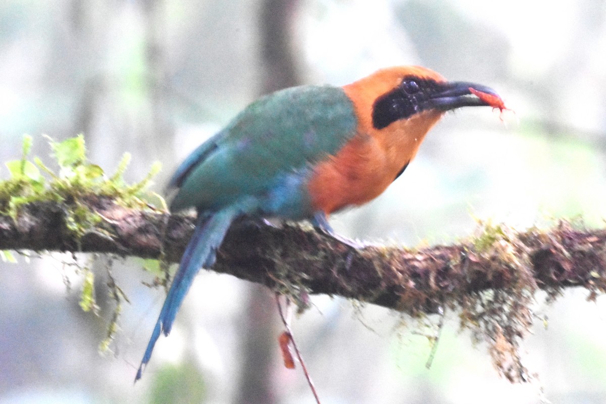 Rufous Motmot - ML620515824