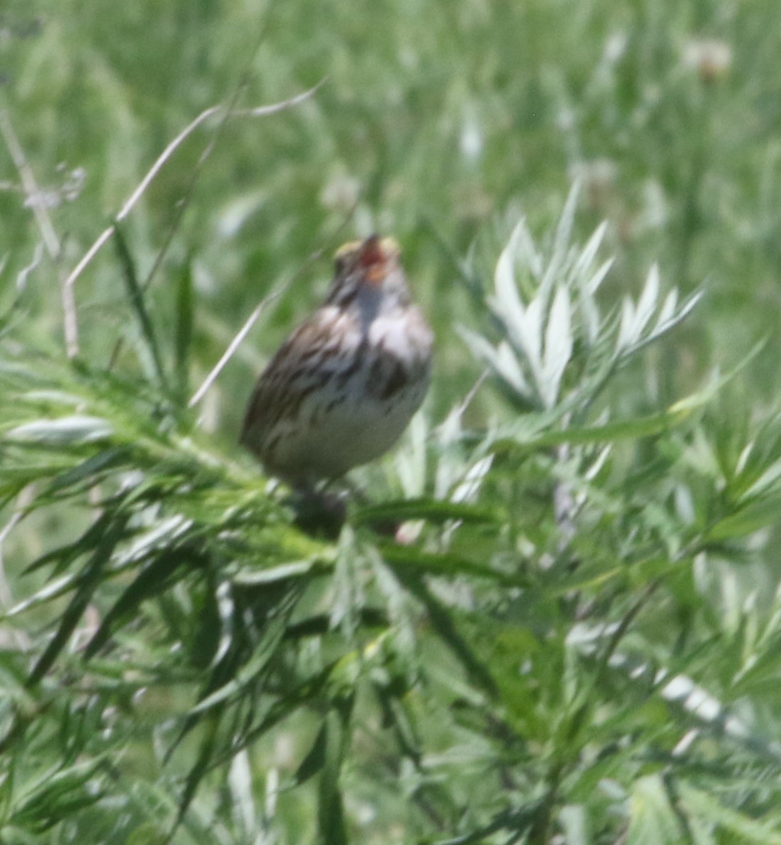 Savannah Sparrow - ML620515826