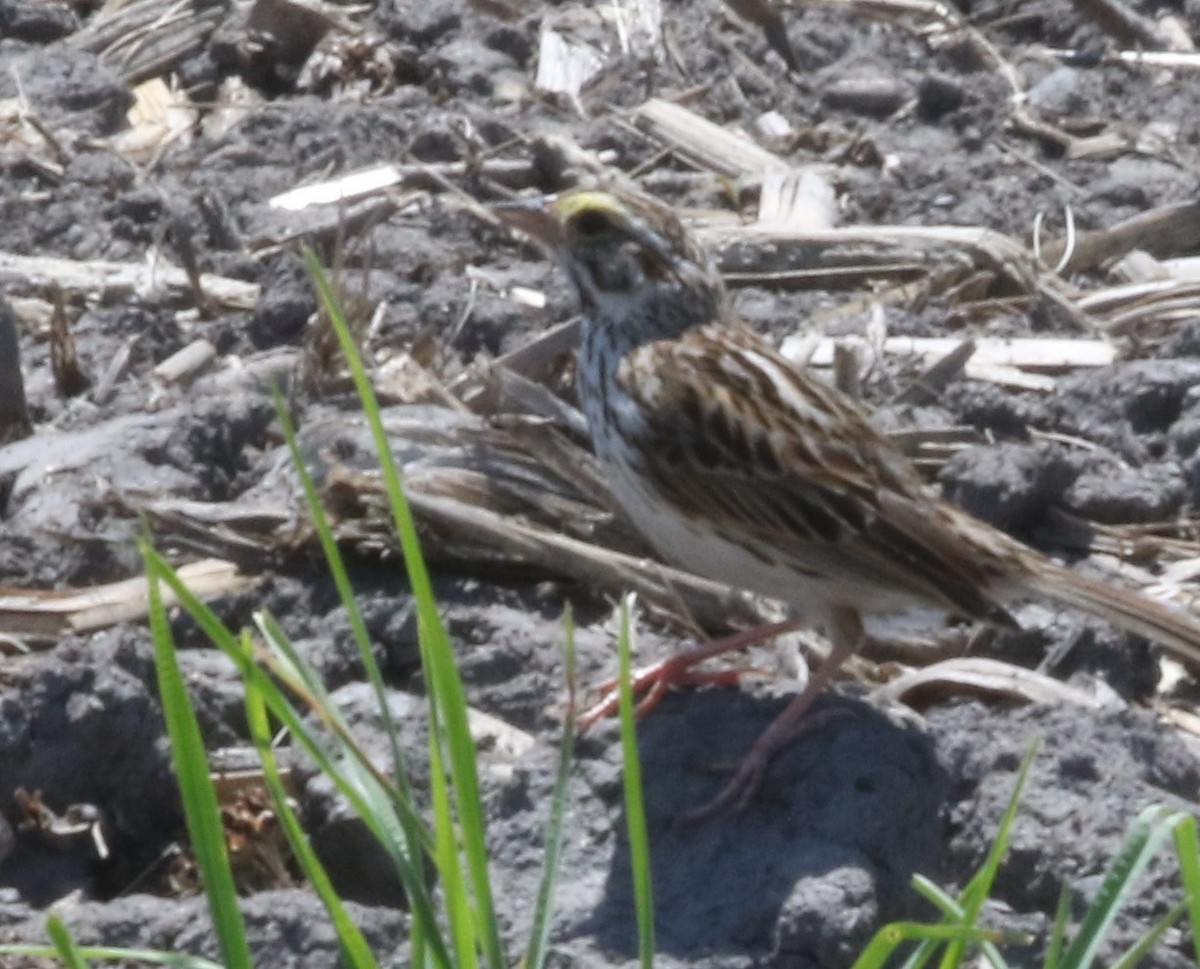 Savannah Sparrow - ML620515827