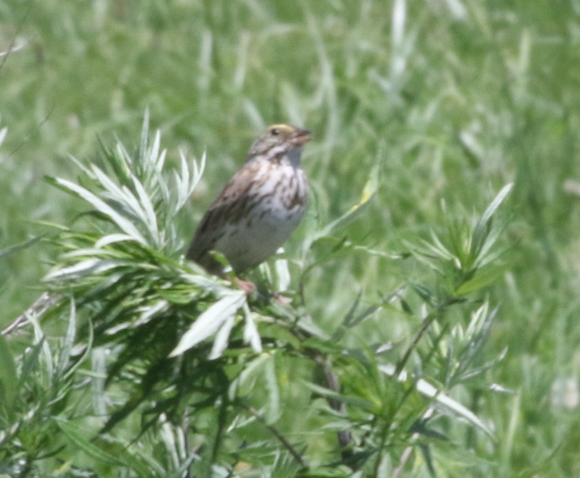 Savannah Sparrow - ML620515828