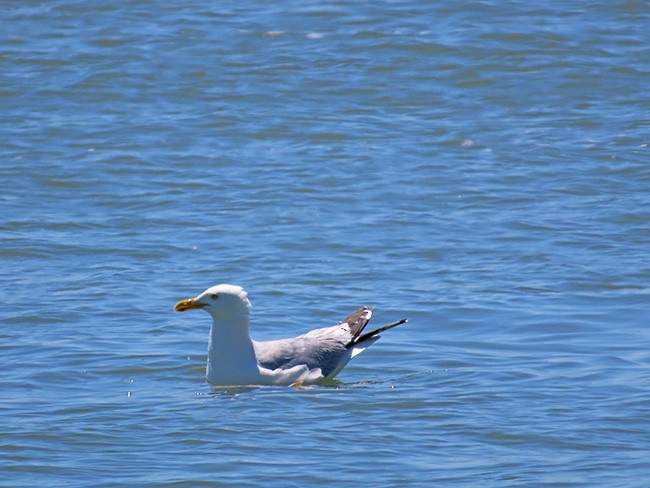 Gaviota Argéntea (americana) - ML620515829