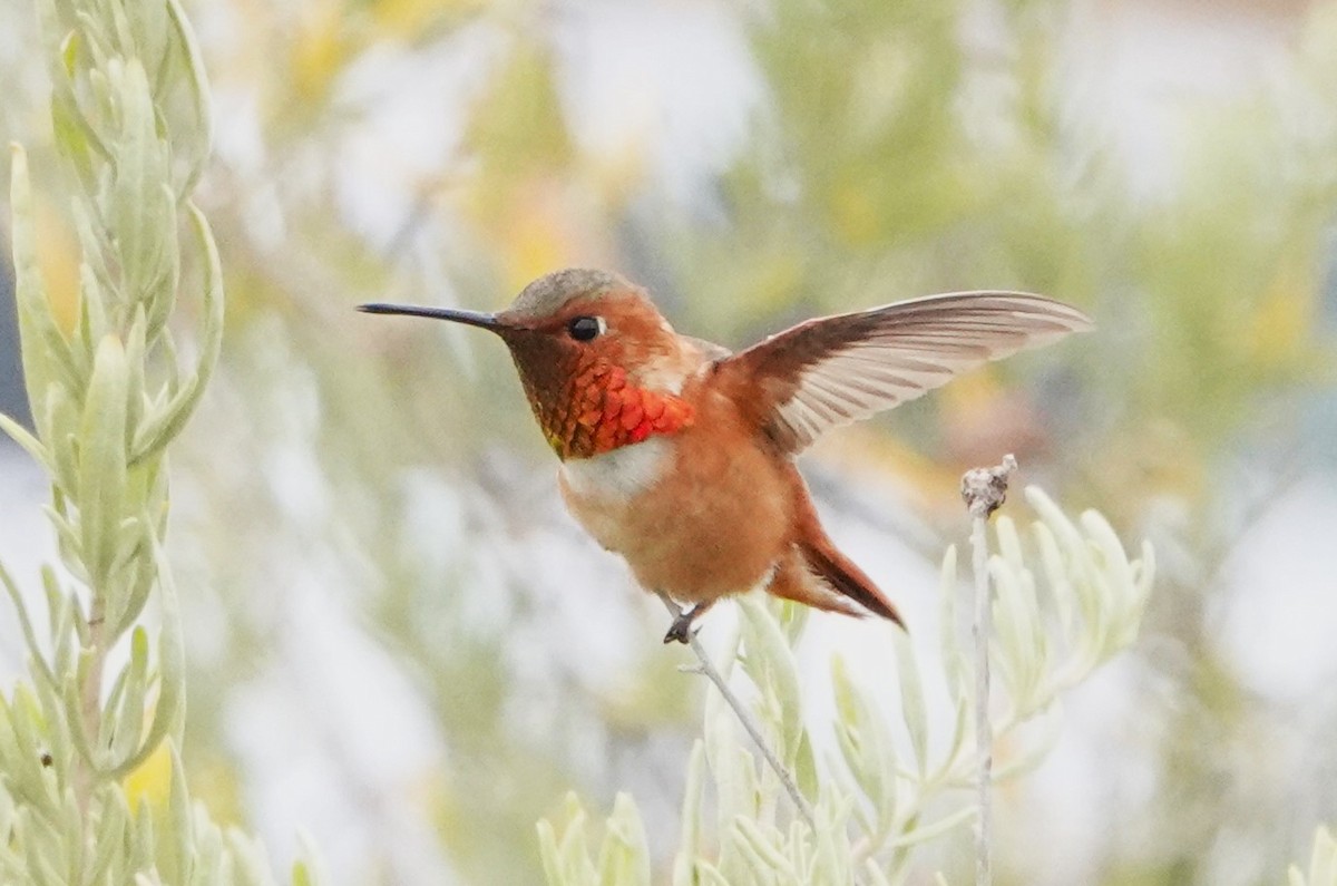 Allen's Hummingbird - ML620515833