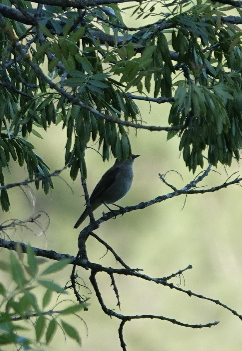 Common Nightingale - ML620515838