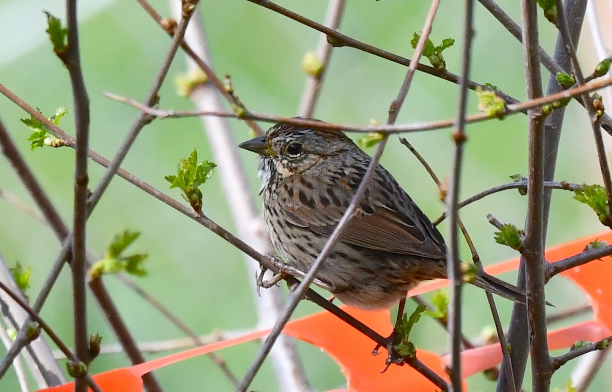 Lincoln's Sparrow - ML620515841