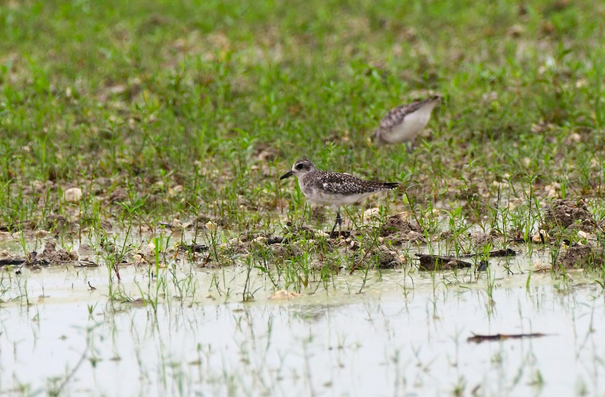 Black-bellied Plover - ML620515847