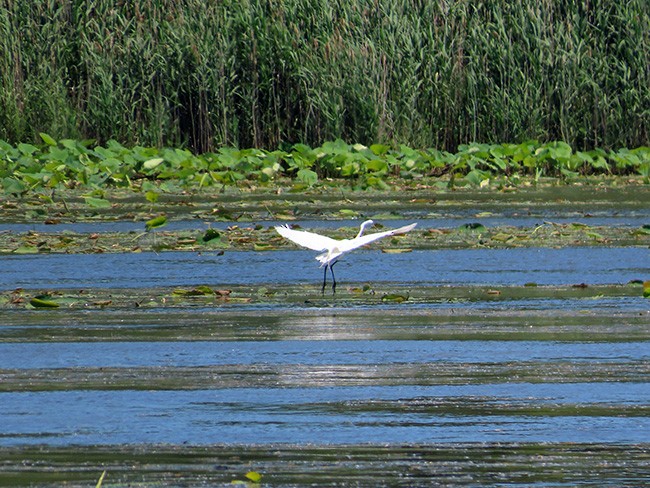 Great Egret - ML620515848