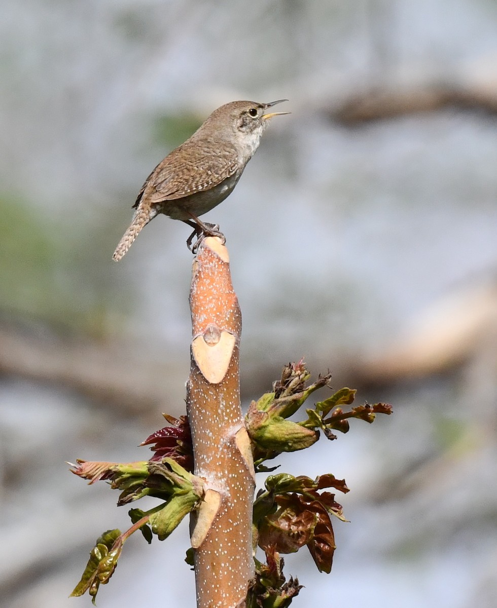 House Wren - ML620515849