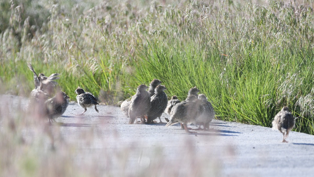 California Quail - ML620515851