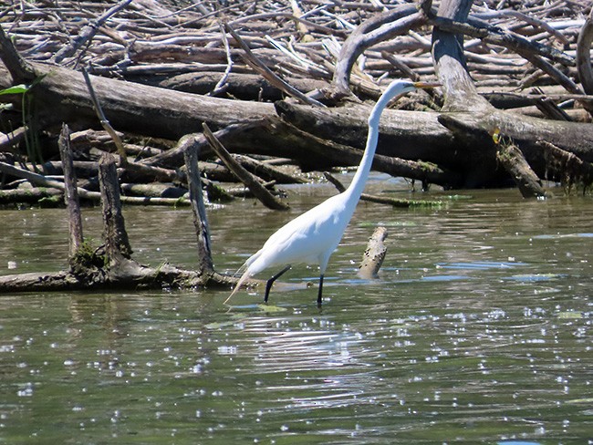 Great Egret - ML620515852