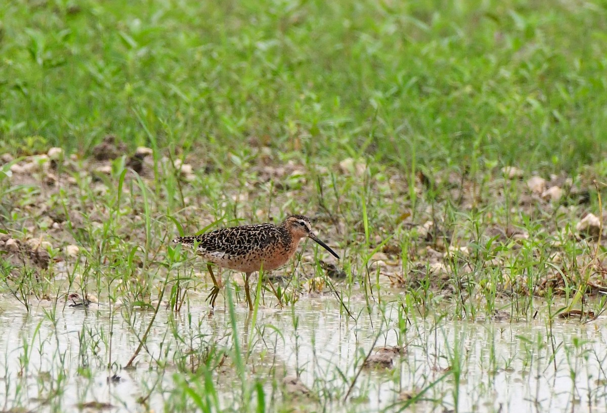 kortnebbekkasinsnipe - ML620515853