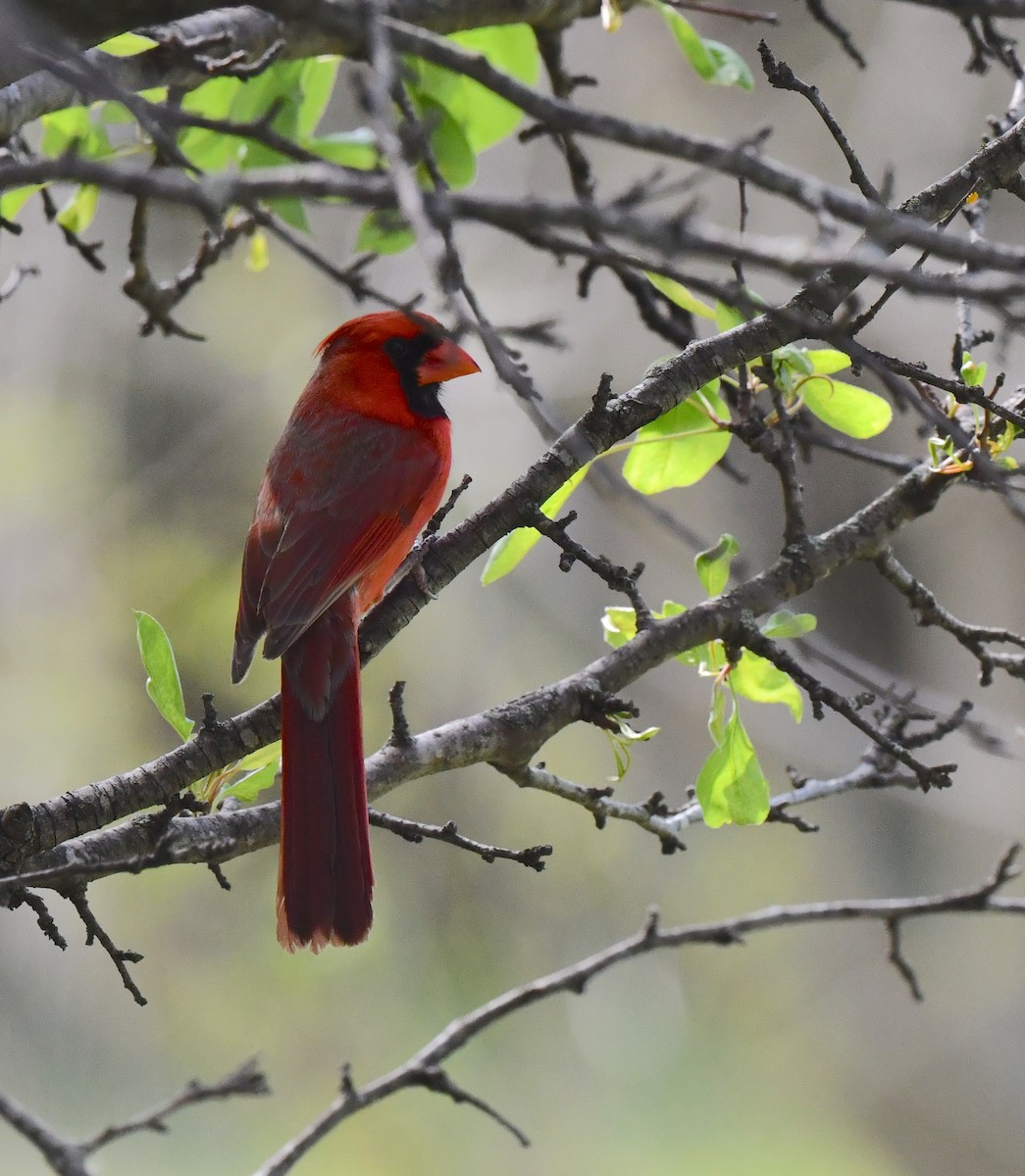 Northern Cardinal - ML620515854