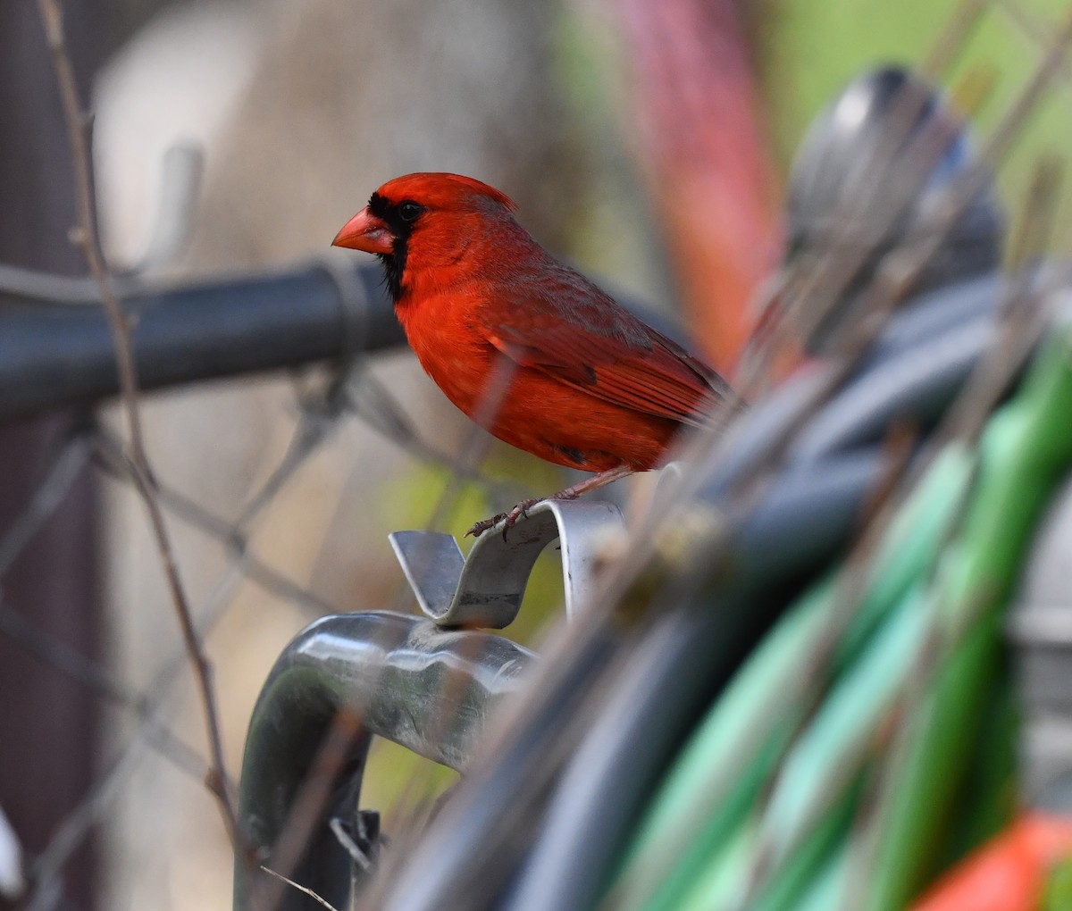 Cardinal rouge - ML620515855