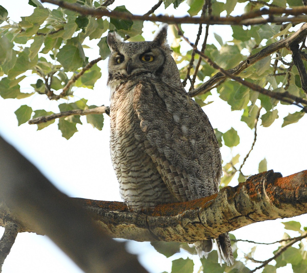 Great Horned Owl - ML620515859