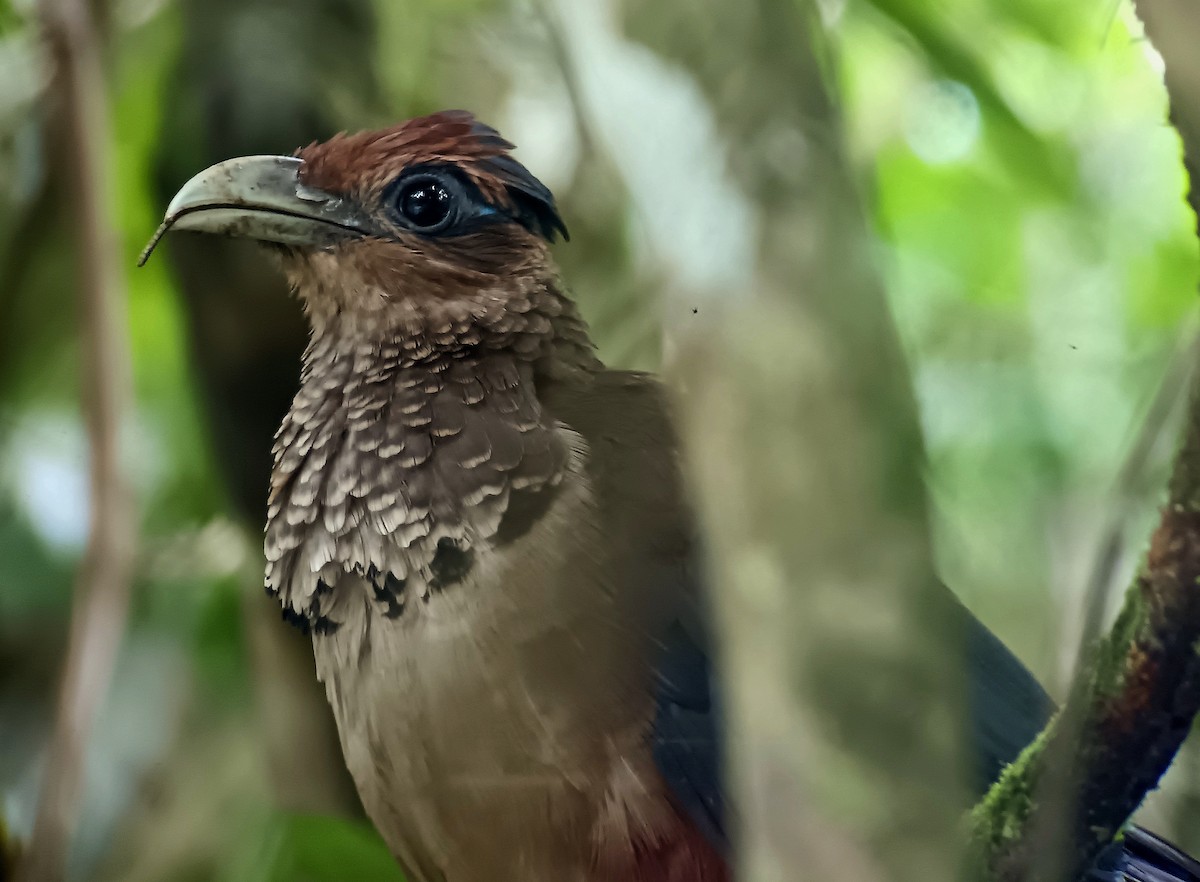 Rufous-vented Ground-Cuckoo - ML620515860