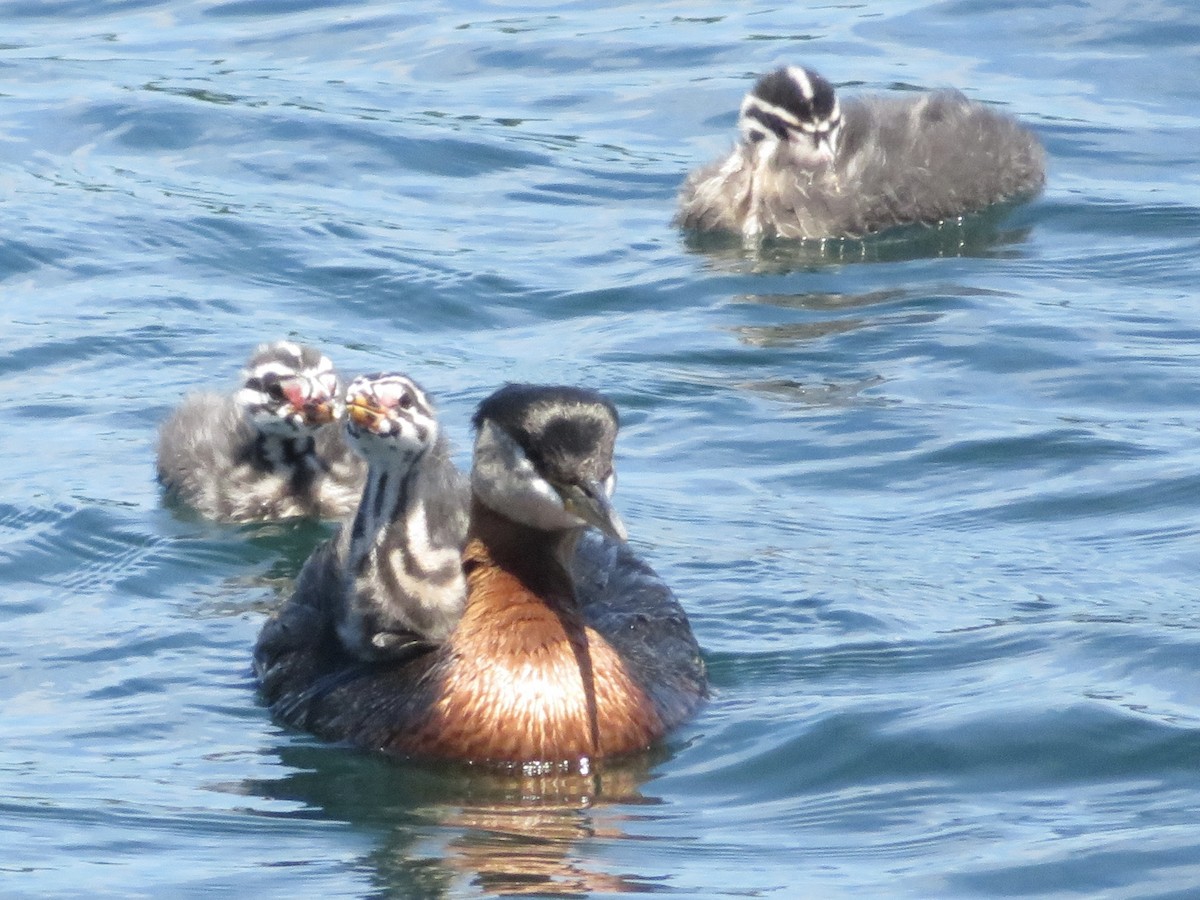 Red-necked Grebe - ML620515862