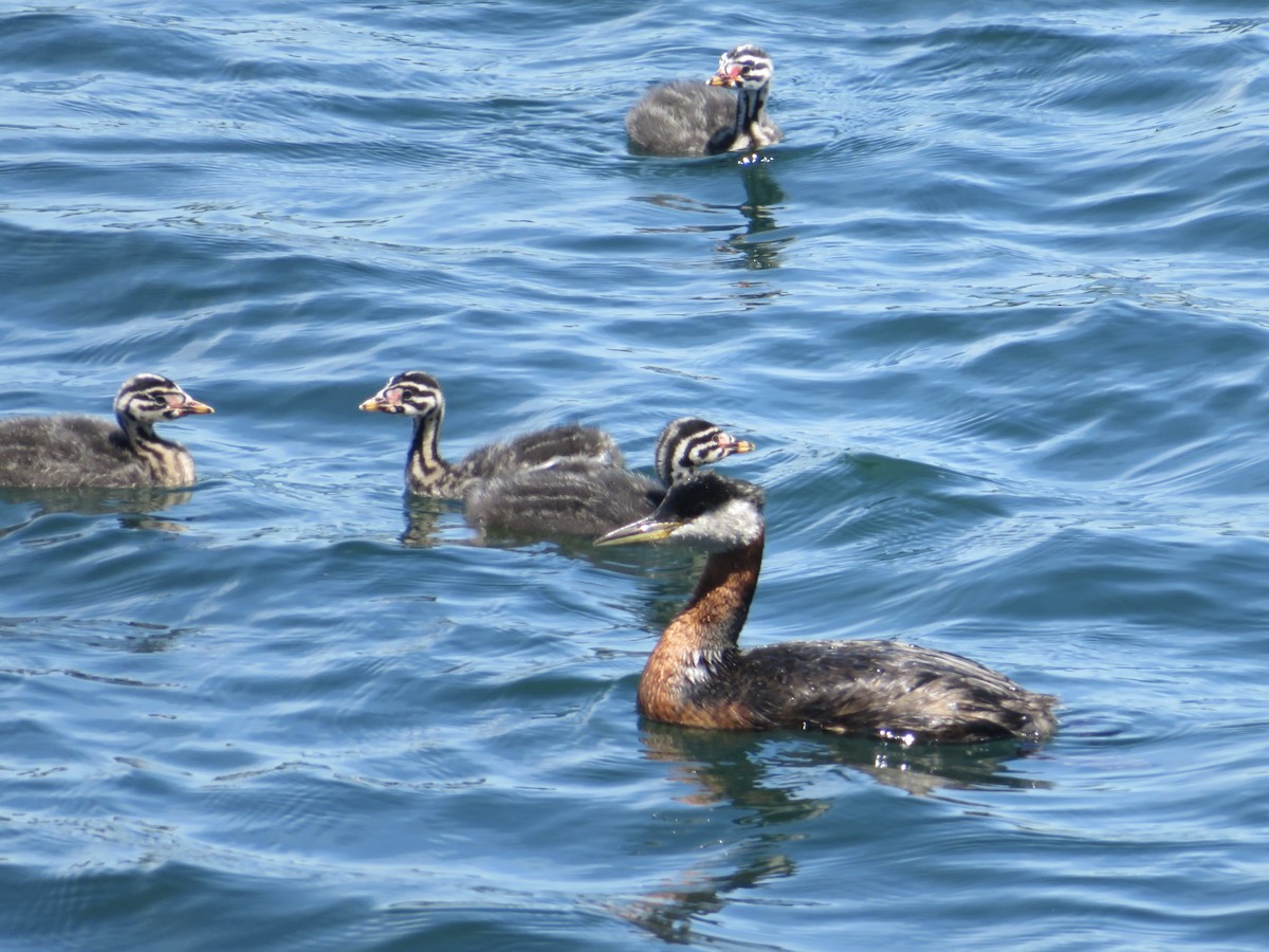 Red-necked Grebe - ML620515865