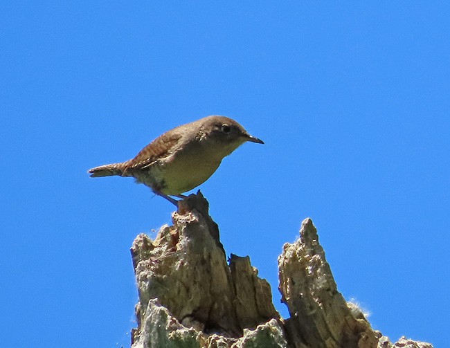 Chochín Criollo (grupo aedon) - ML620515866