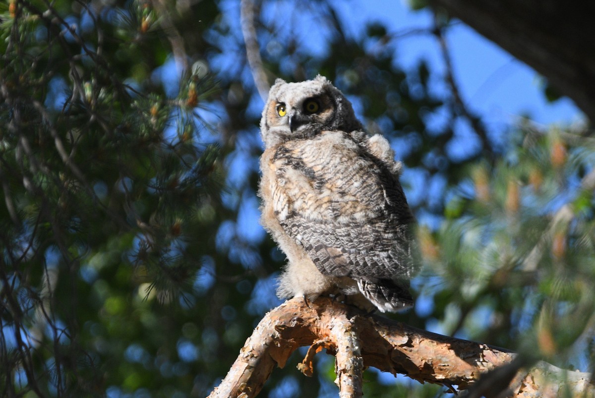 Great Horned Owl - ML620515867