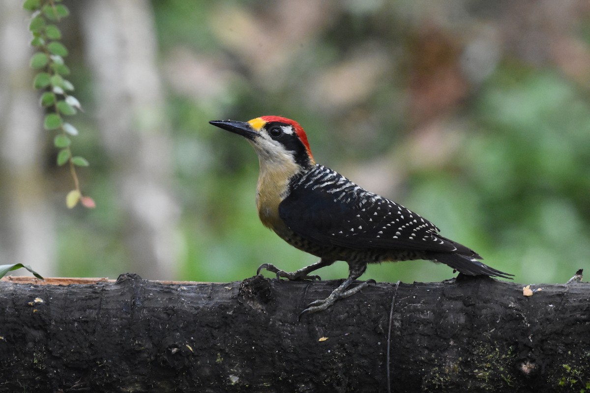 Black-cheeked Woodpecker - ML620515868