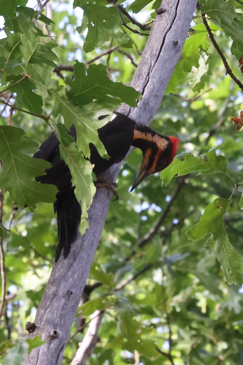 Pileated Woodpecker - ML620515869