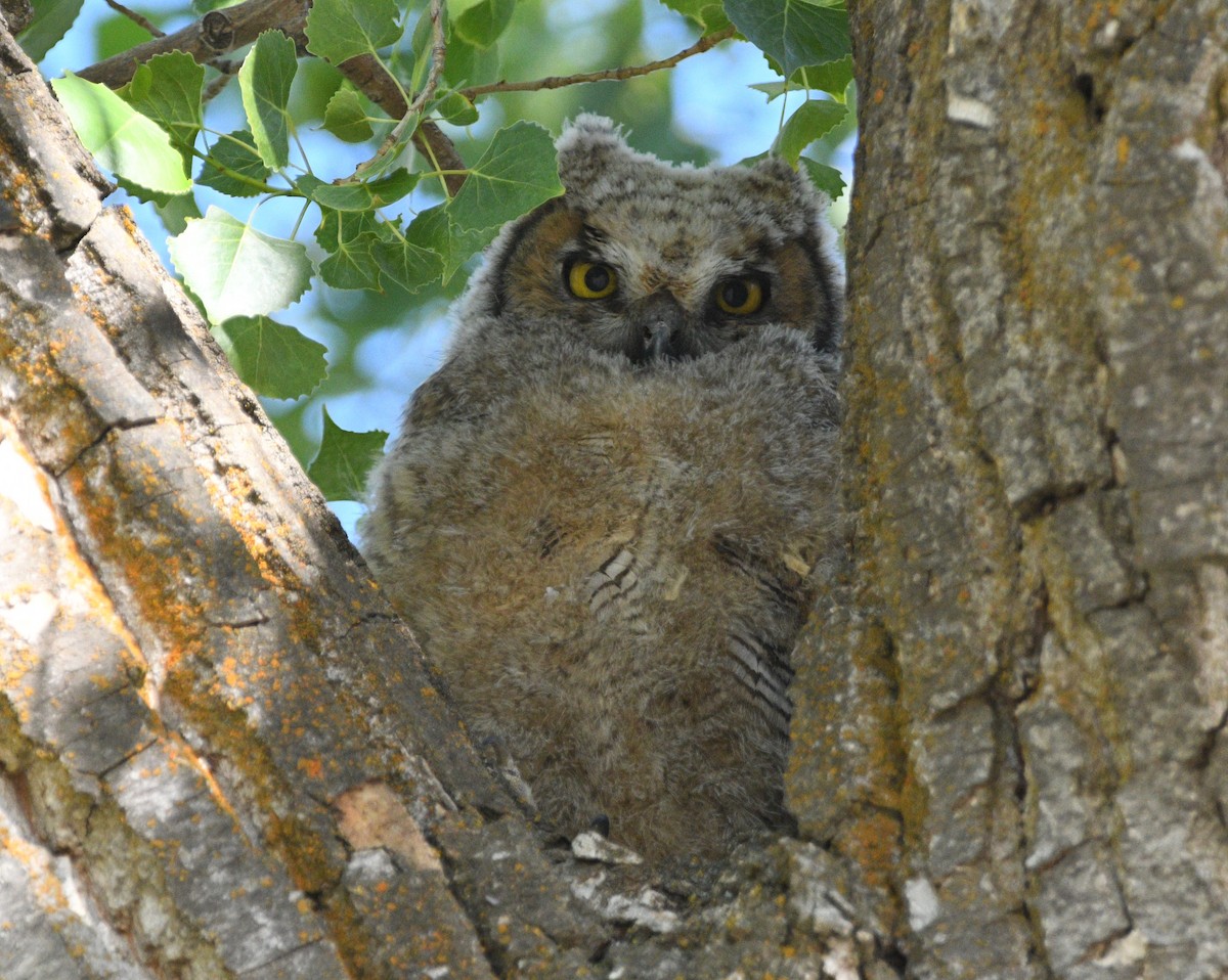 Great Horned Owl - ML620515870