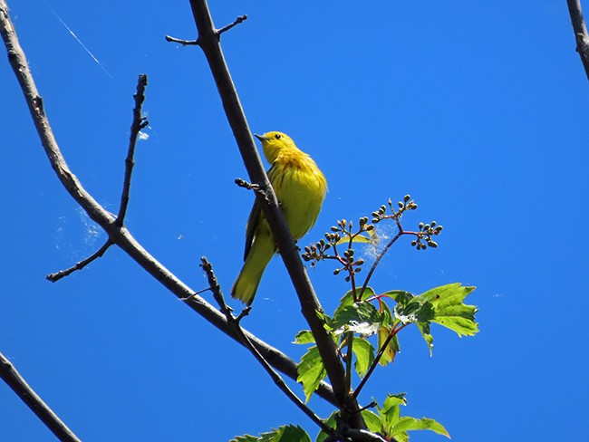 Yellow Warbler (Northern) - ML620515873