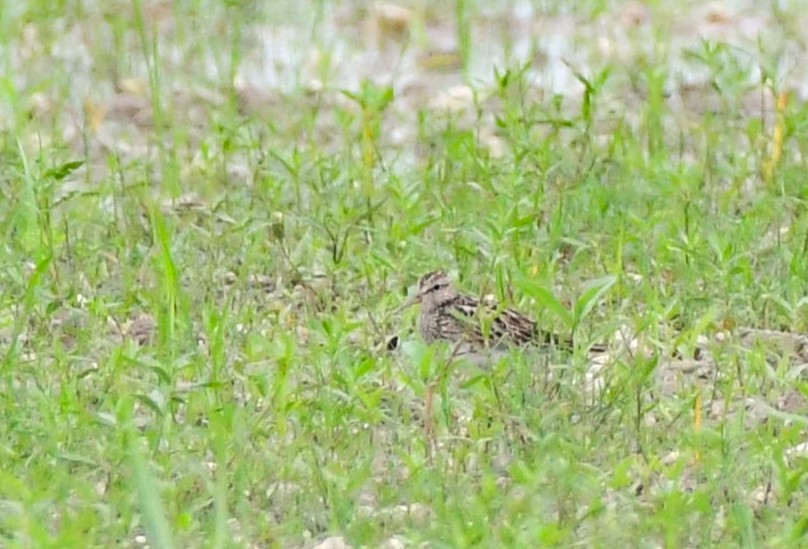 White-rumped Sandpiper - ML620515875