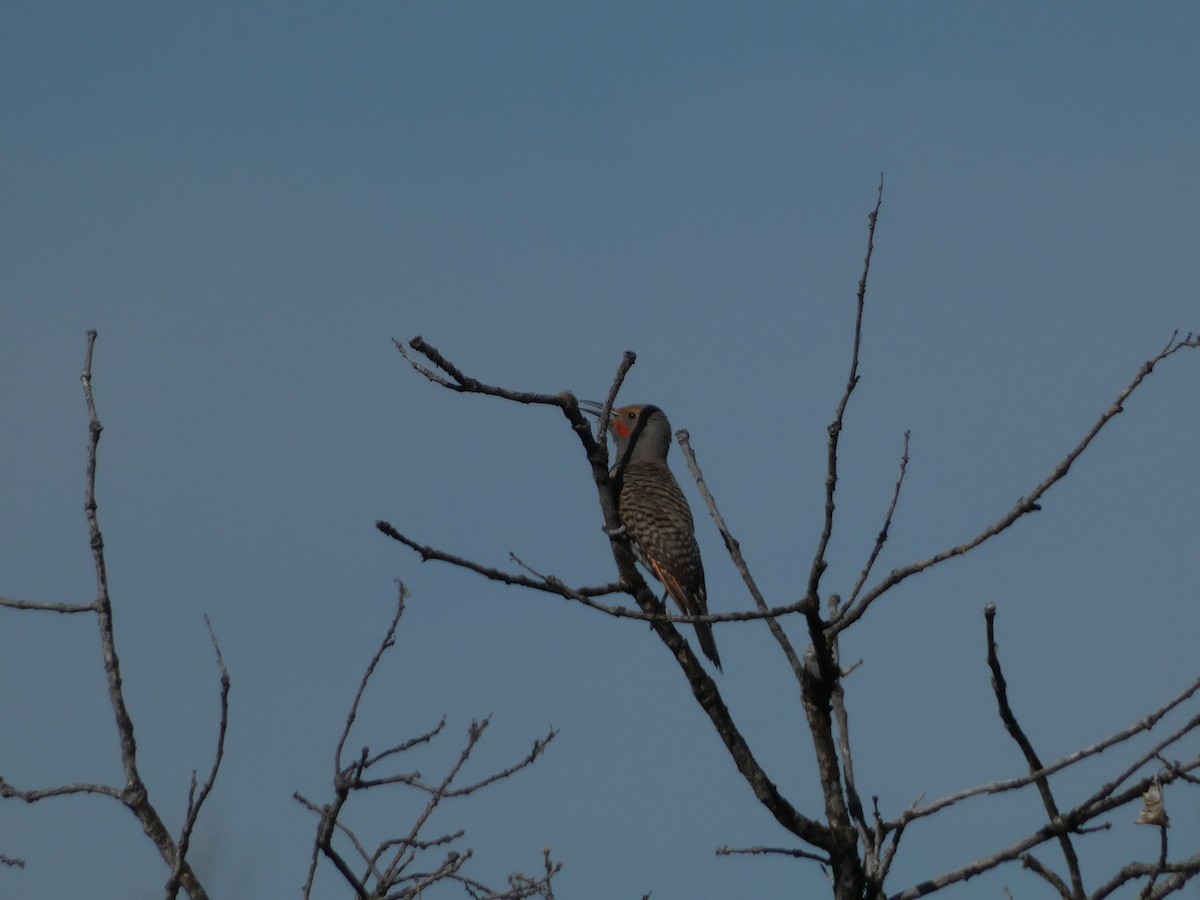 Northern Flicker (Red-shafted) - ML620515878