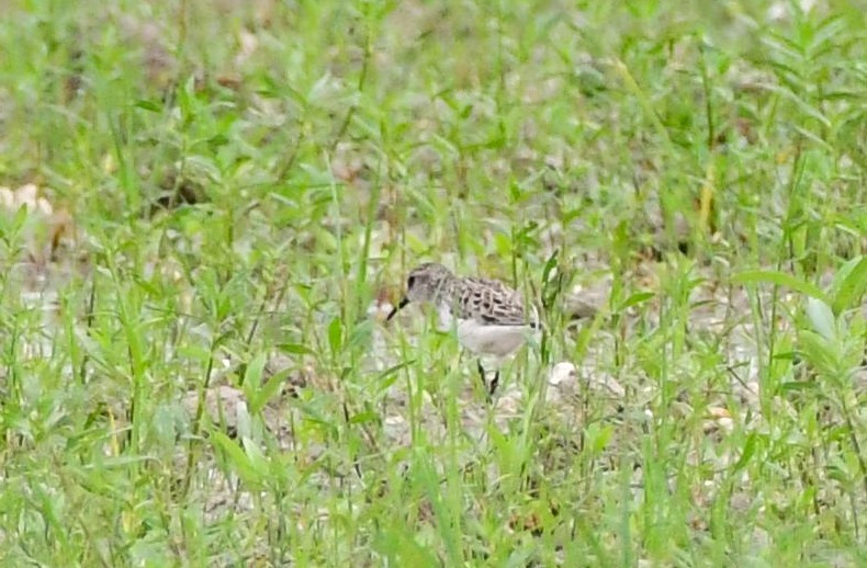 White-rumped Sandpiper - ML620515879