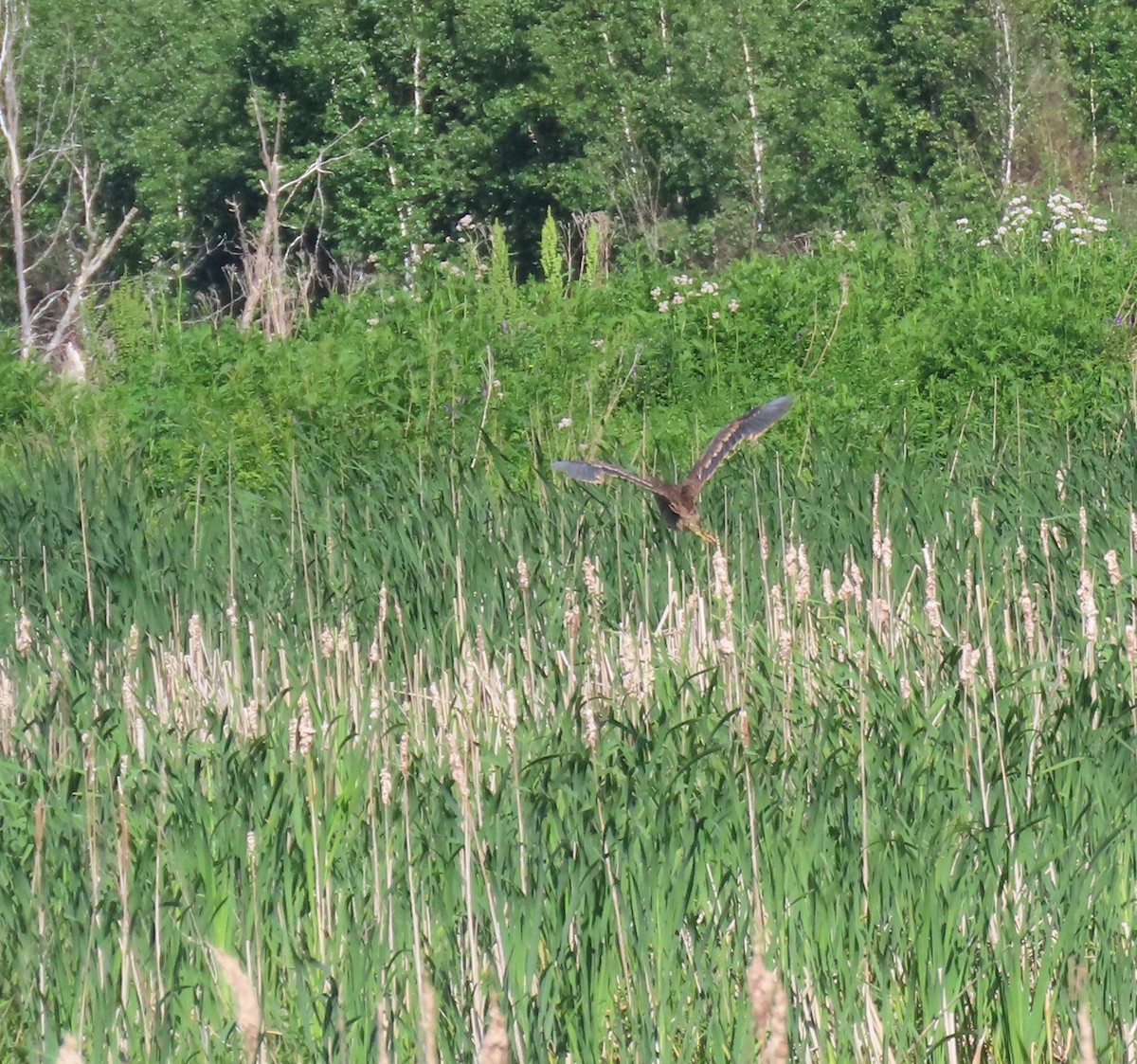 American Bittern - ML620515881